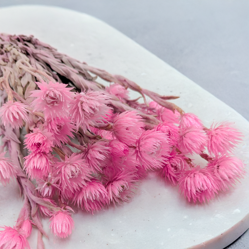 Kaaps jasny róż IT 4.png