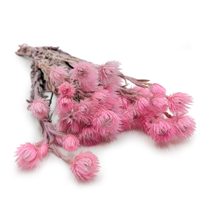 Kaapsblume - Phaenocoma prolifera - (Kapstrohblume) - Hellrosa