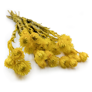 Kaapsblume - Phaenocoma prolifera - (Kapstrohblume) - Gelb