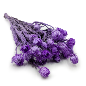 Kaapsblume - Phaenocoma prolifera - (Kapstrohblume) - Lavendel