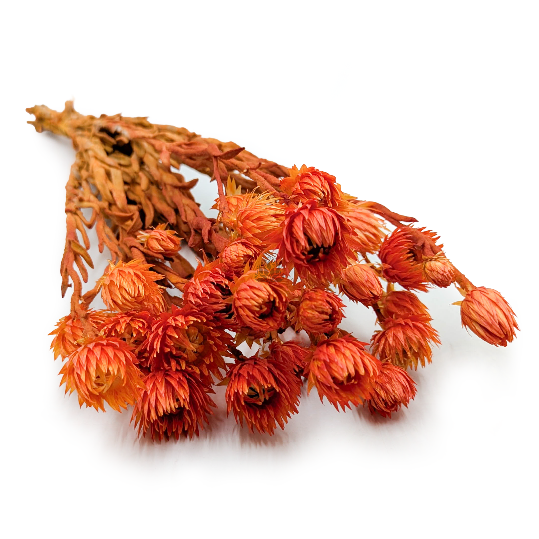 Kaapsblume - Phaenocoma prolifera - (Kapstrohblume) - Orange