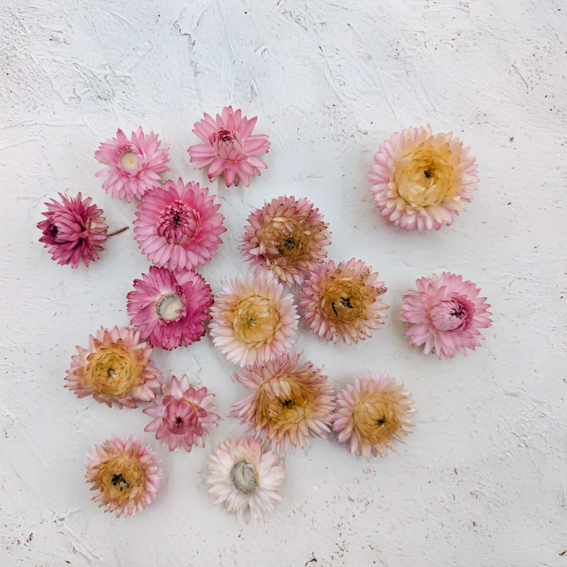 Kocanki głowki różowy 3.png