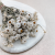 Ammobium - naturalne PLS 3.png