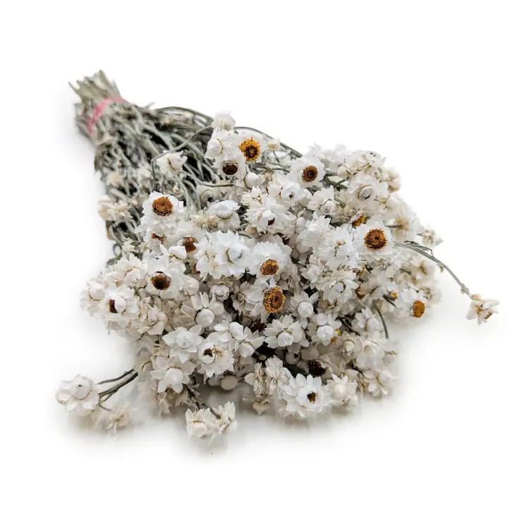 Ammobium - naturalne PLS.png