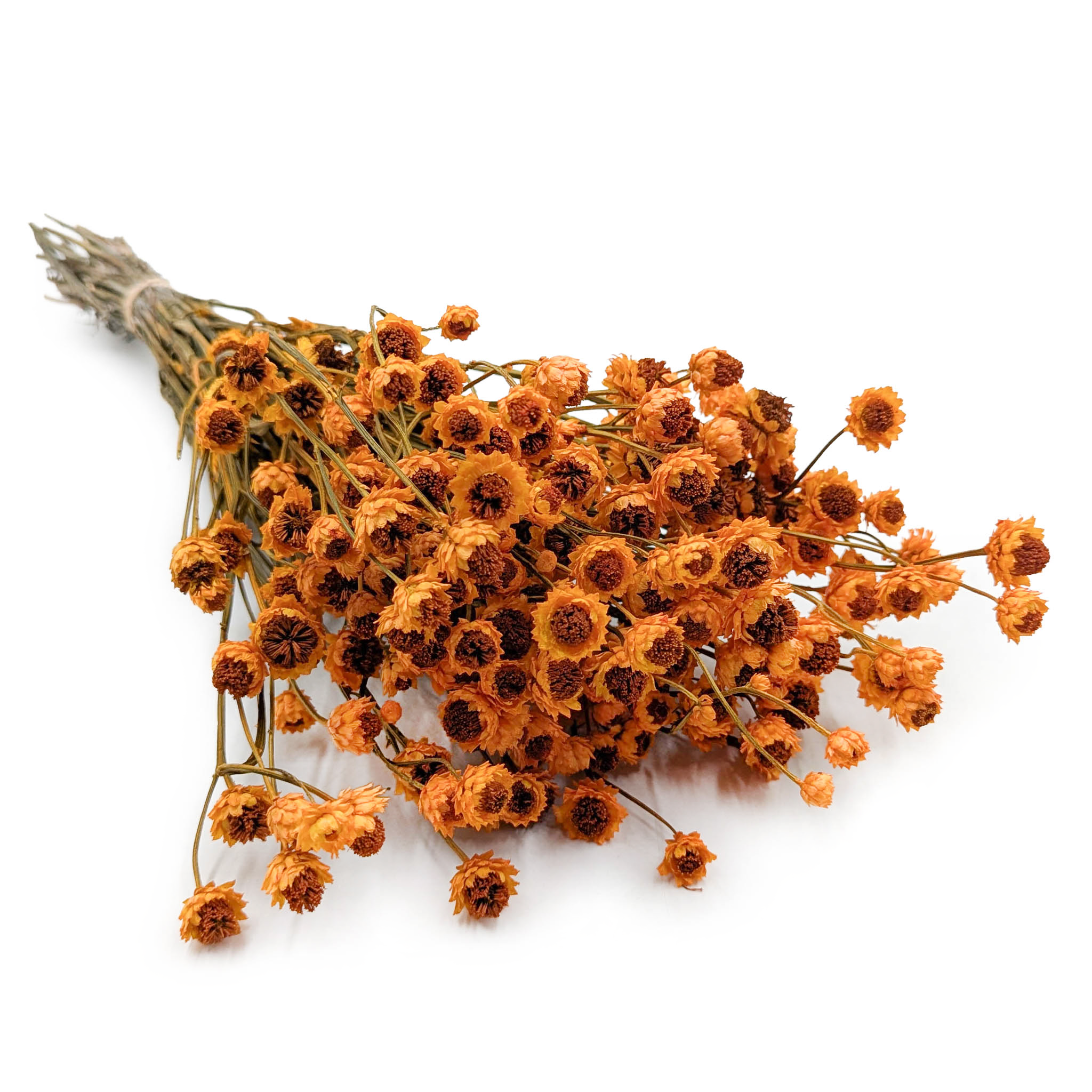 Getrocknetes Ammobium – (Ammobium alatum) – Orange