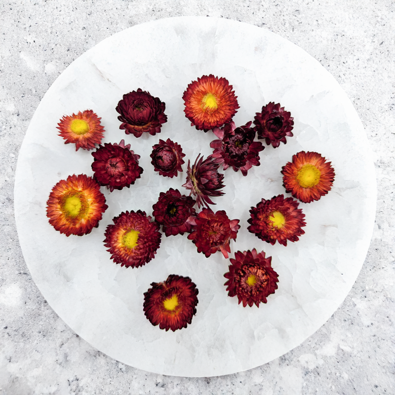 Kocanki głowki szakrłat 3.png