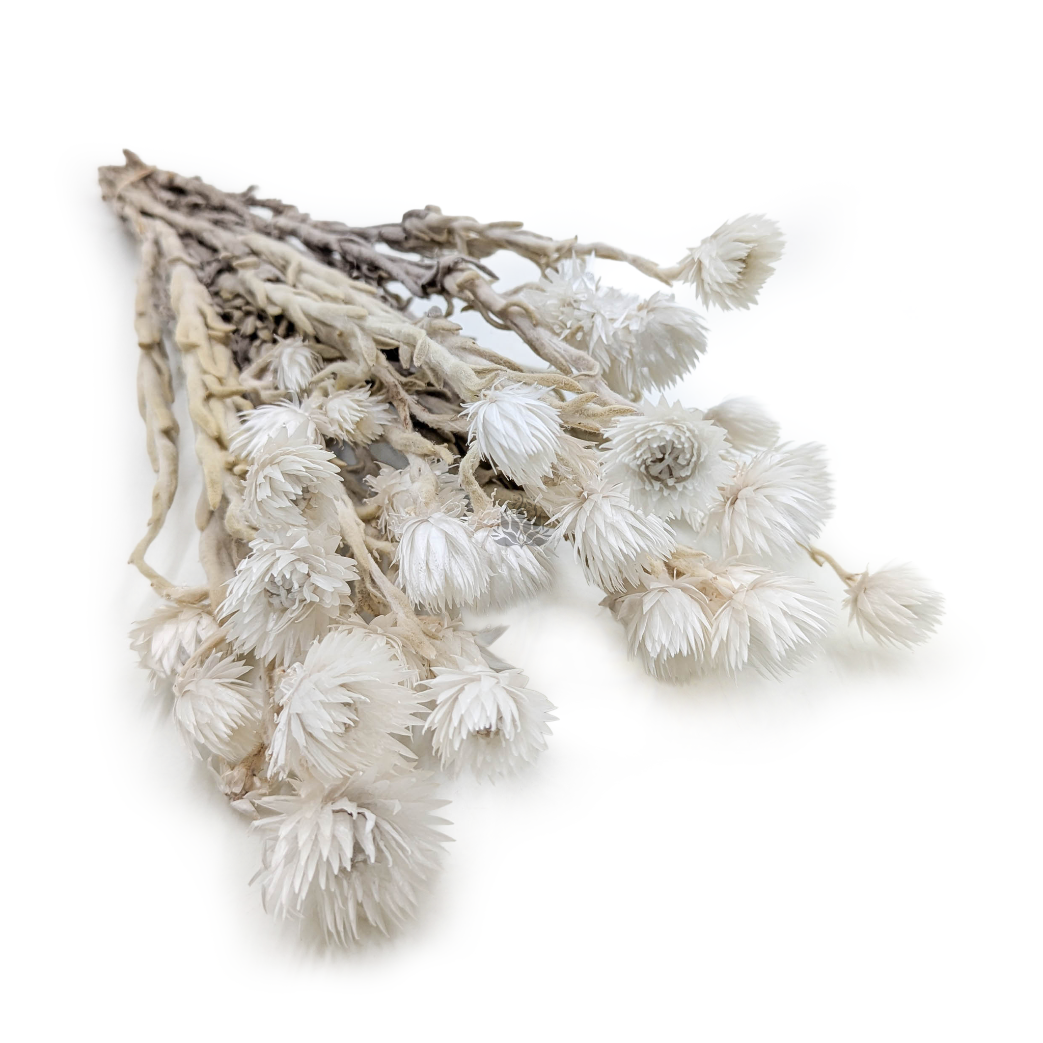 Kaapsblume – Phaenocoma prolifera – (Kapstrohblume) – Naturweiß