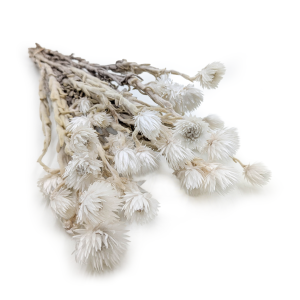 Kaapsblume – Phaenocoma prolifera – (Kapstrohblume) – Naturweiß