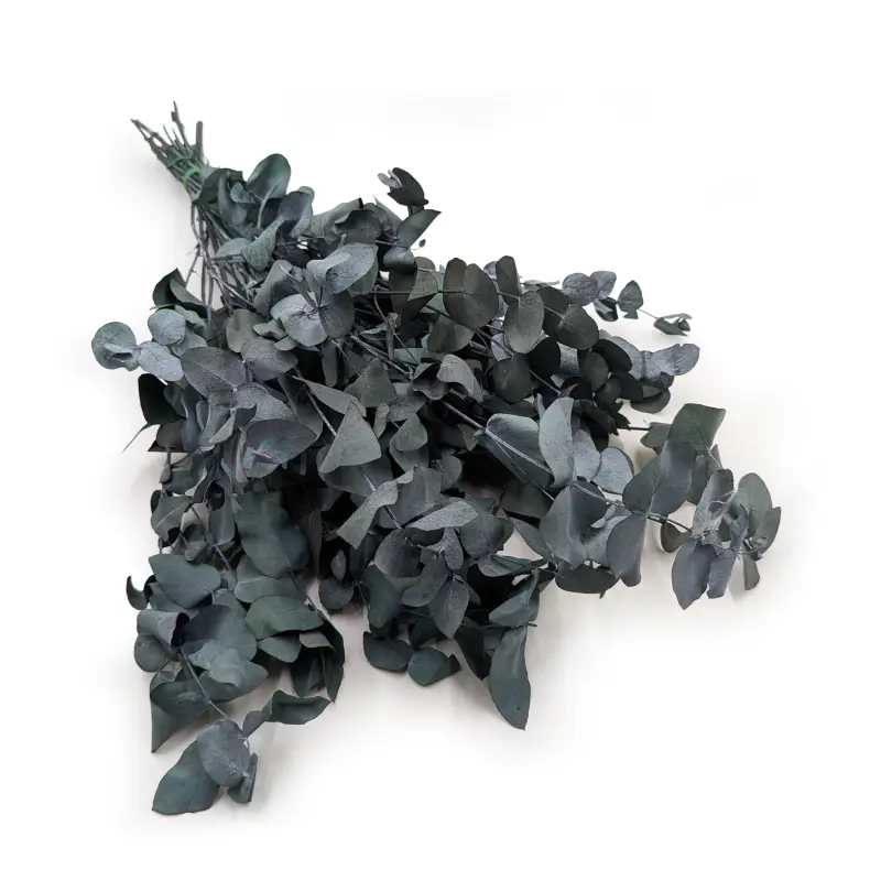 eukaliptus cinerea 0.png