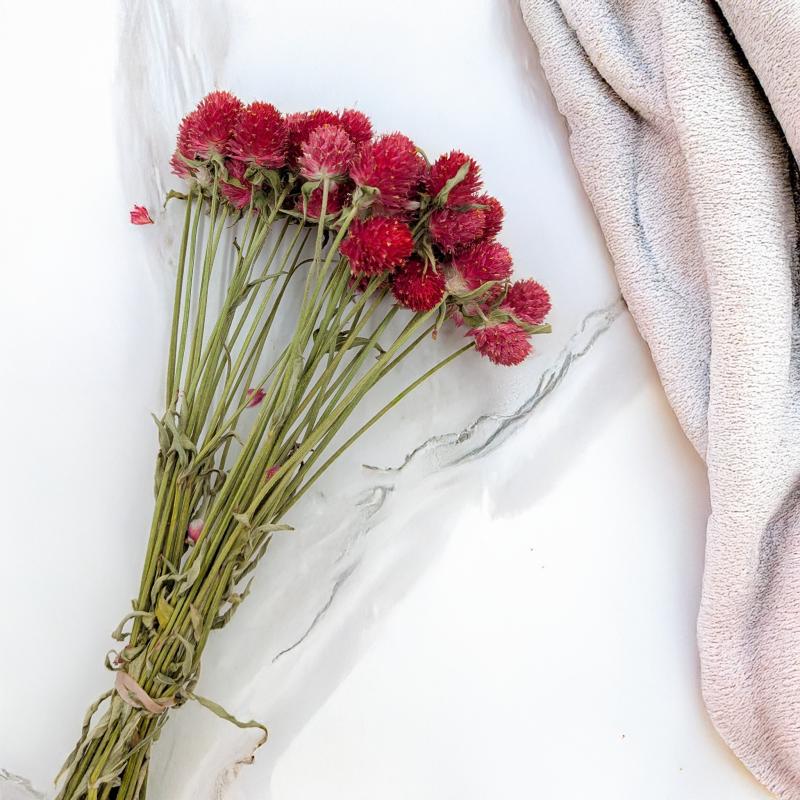 Gomfrena b czerwona SZ 3.png