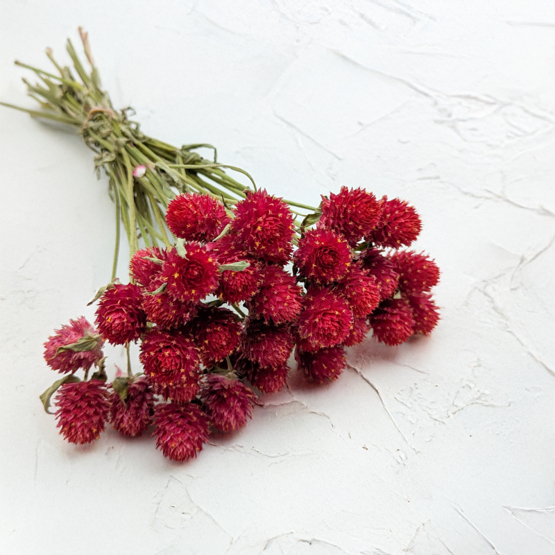 Gomfrena b czerwona SZ 1.png