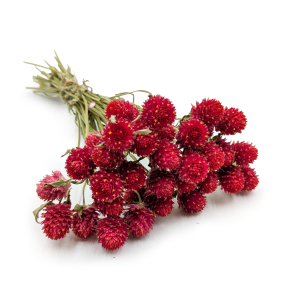 Kugelamaranth Getrocknete – Bukett – (Gomphrena globosa) – Rot