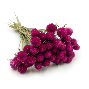 Kugelamaranth Getrocknete – Bukett – (Gomphrena globosa) – Rosa
