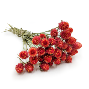 Kugelamaranth Getrocknete – Bukett – (Gomphrena globosa) – Orange