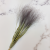 Proso.png