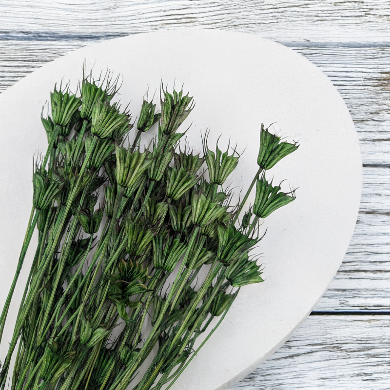 Nigella orientalis butelkowa zieleń IT 2.png
