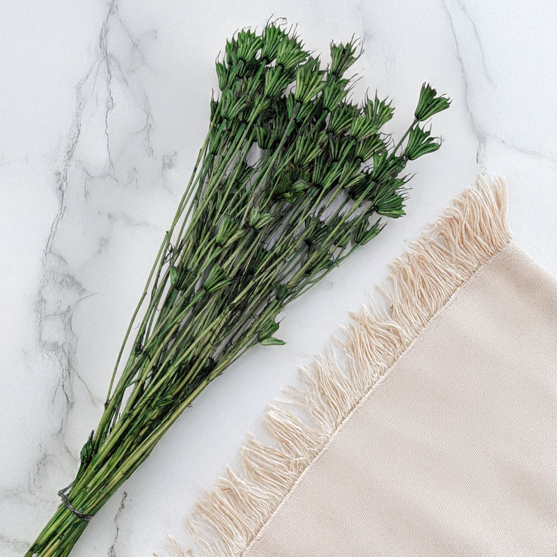 Nigella orientalis butelkowa zieleń IT 3.png