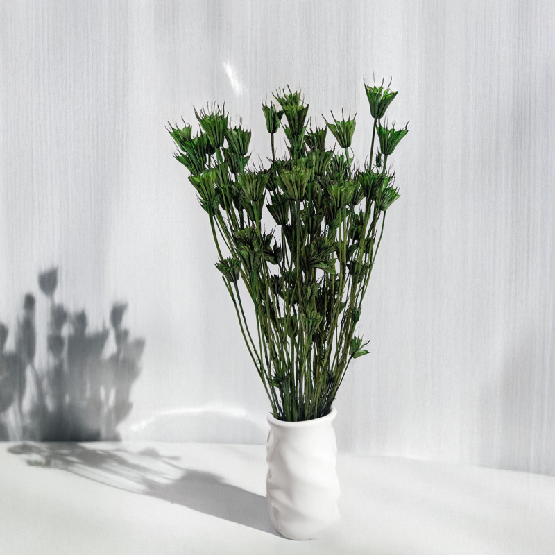 Nigella orientalis butelkowa zieleń IT 4.png