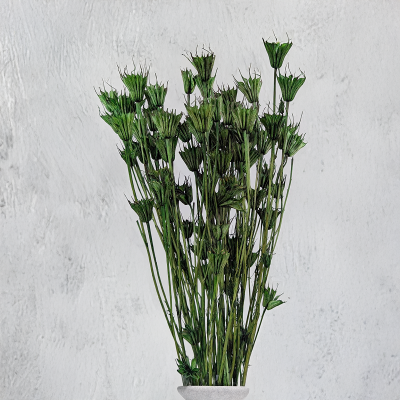 Nigella orientalis butelkowa zieleń IT 5.png