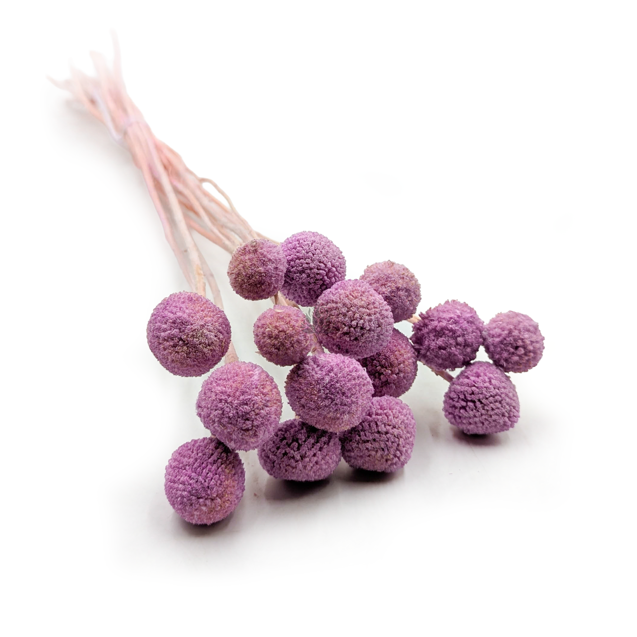 Craspedia - (Natürliche Extra Craspedia) - Bouquet mit 15 Stk.
