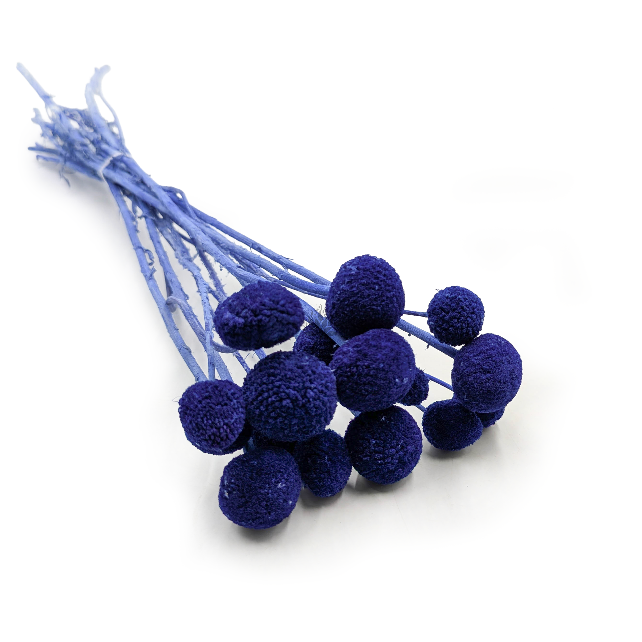 Getrocknete Craspedia (Craspedia Extra) – Blau – Strauß mit 15 Stielen