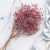 Statice Marine Vintge Pink 3.png