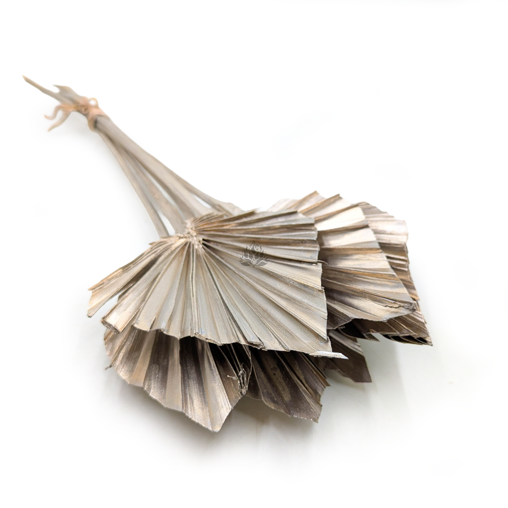 Palmenspeer Getrocknete - (Palm Spear) - Gold Platin