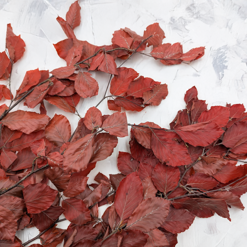 Buk czerwony LC 3.png