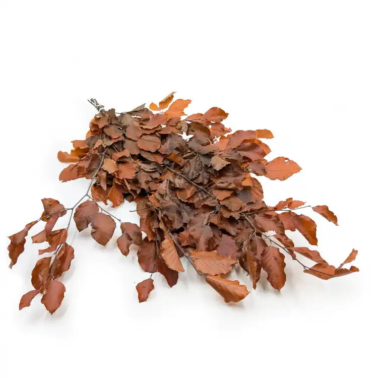 Buk pomarańczowy LC 0.png