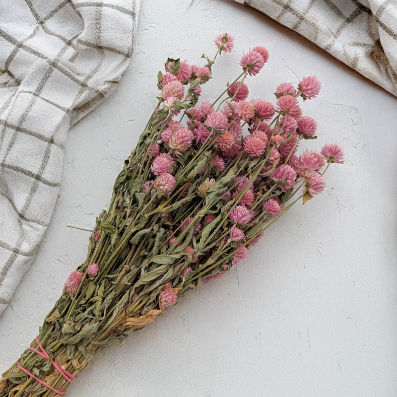 Gomfrena różowa PLS 4.png