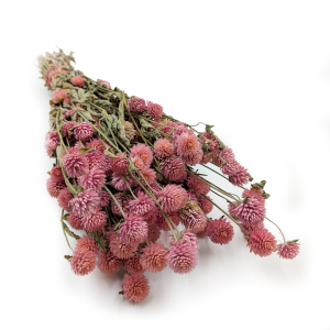Kugelamaranth Getrocknete - (Gomphrena Globosa) - Rosa