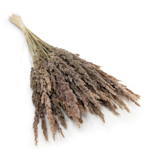 Sandrohr – (Calamagrostis epigejos) – Natur