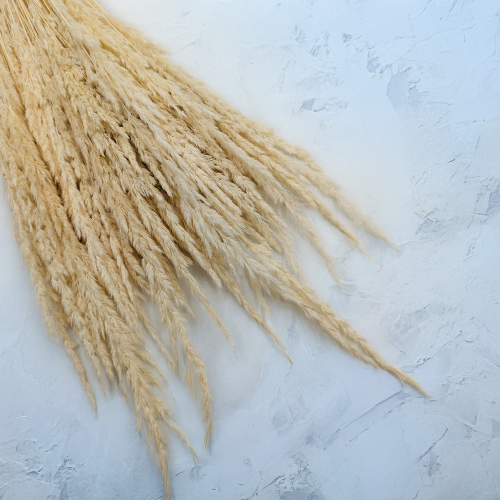 Trawa bielona pls 3.png