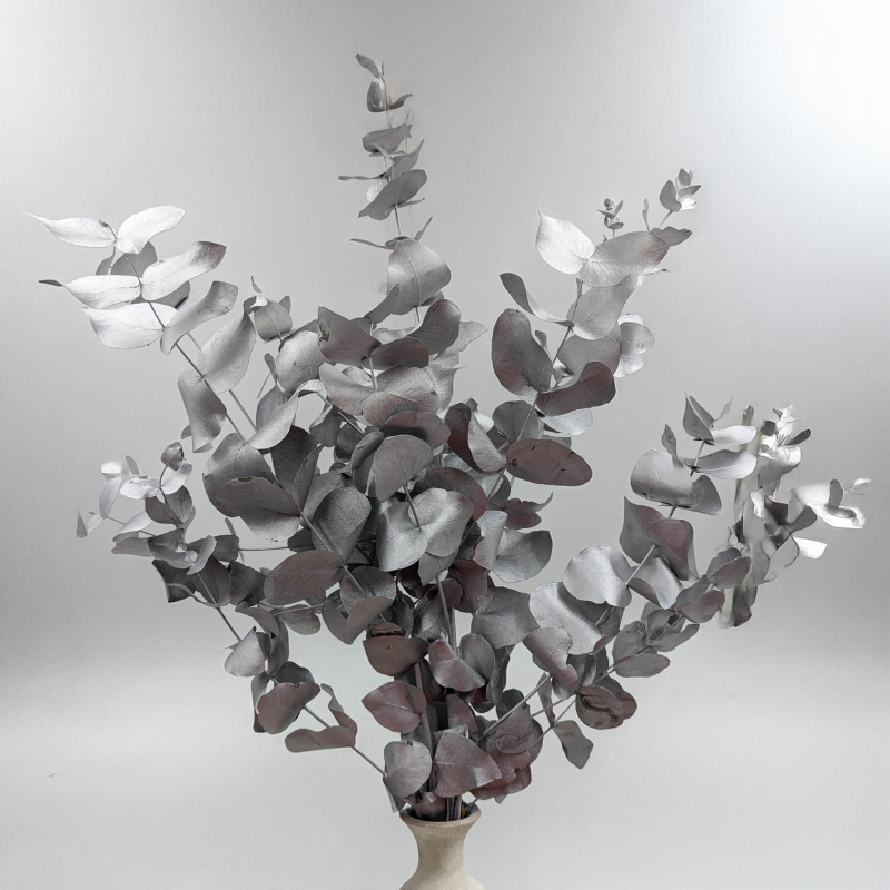 Cinerea srebrna LC 3.png