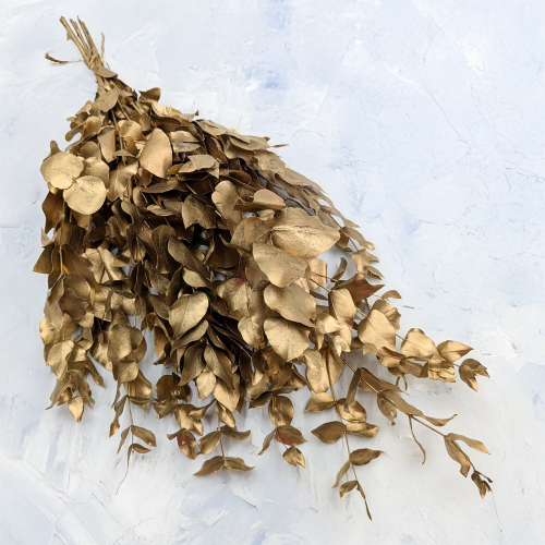 Cinerea zlota IT 1.png