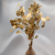 Populus gold it 1.png