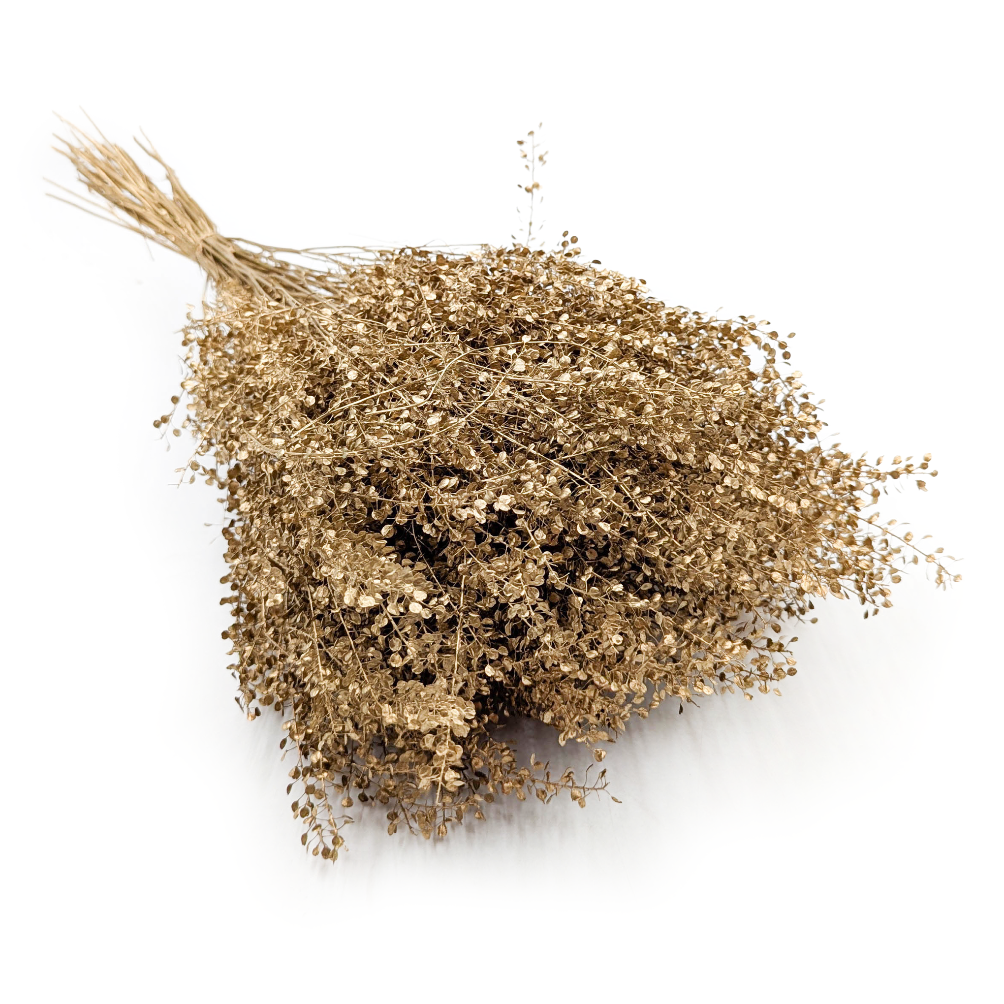Getrocknetes Lepidium – (Lepidium sativum) – Gold