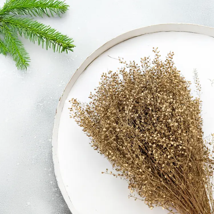 Lepidium suszone dried Gold złote 4.png