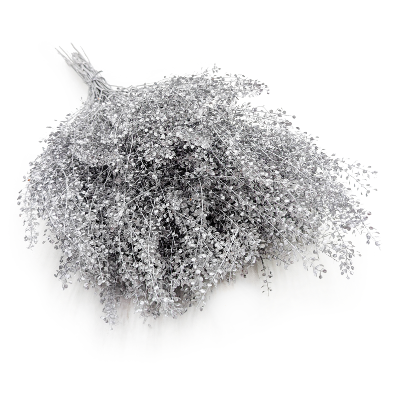Lepidium suszone dried Silver srebrne I.png