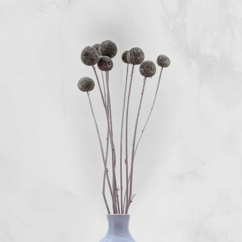 Craspedia Srebrna IT 4.png