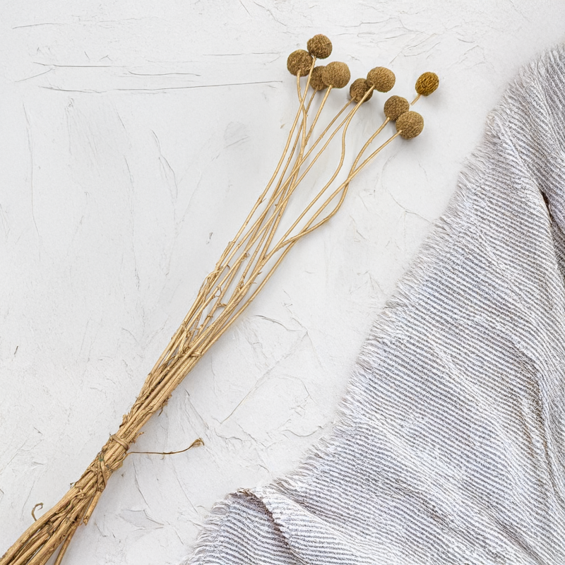 Craspedia Złota IT 2.png