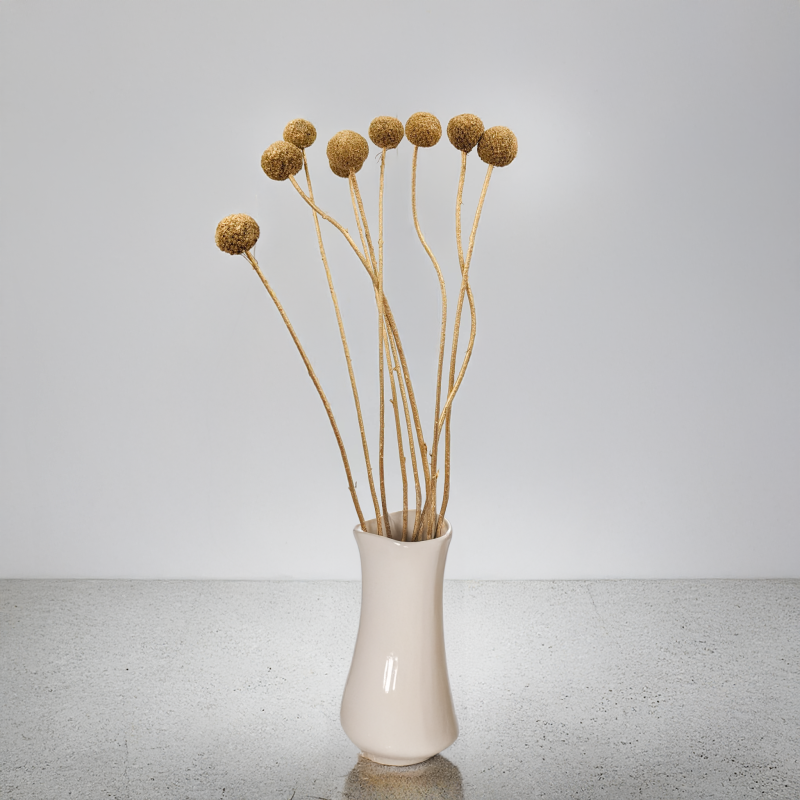 Craspedia Złota IT 3.png