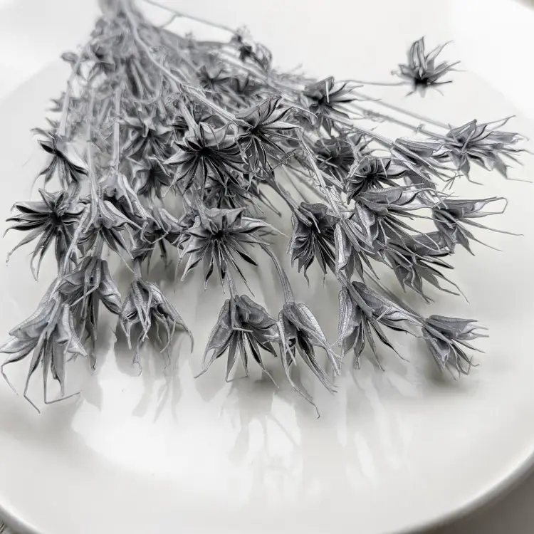 Nigella orientalis Srebrna IT 2.png