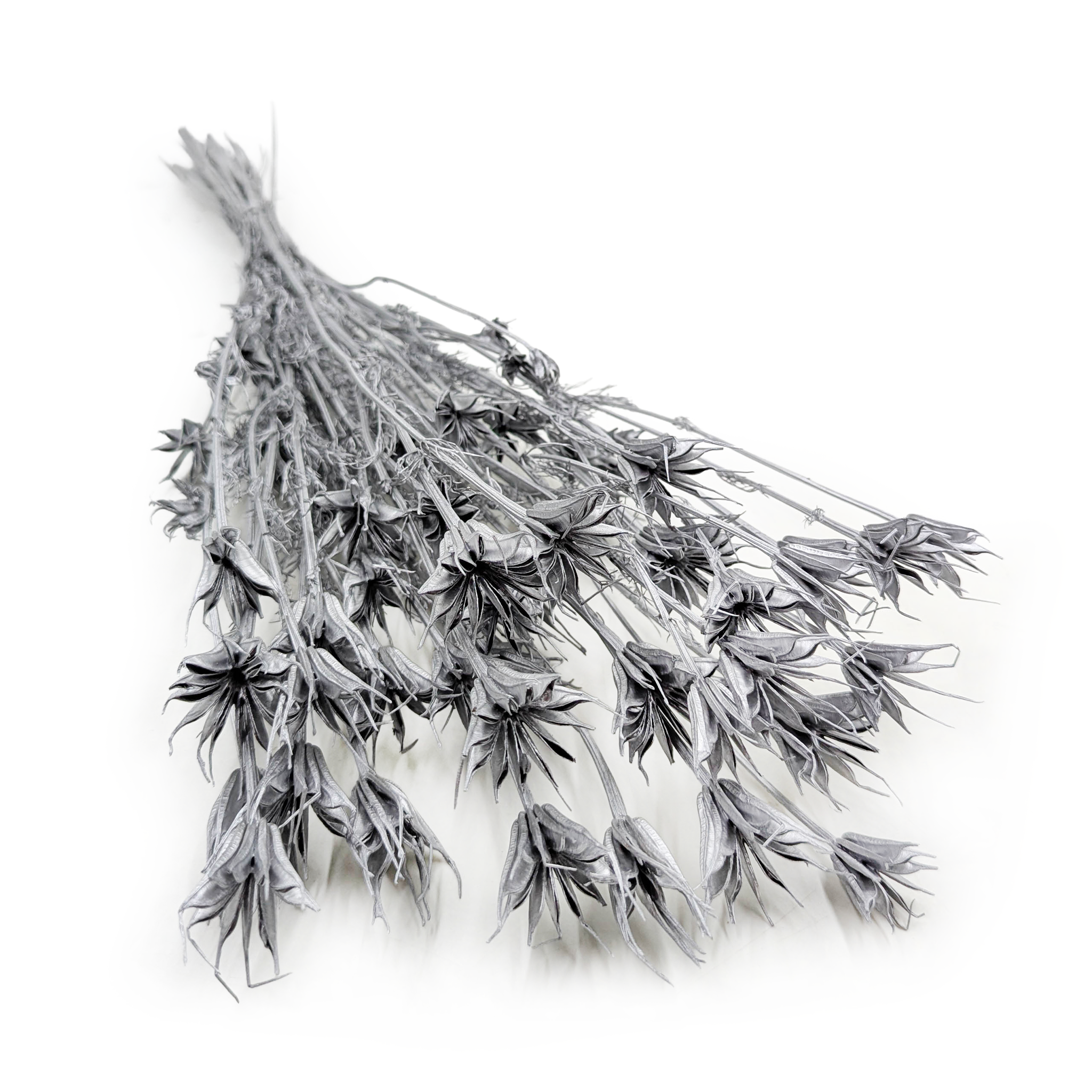 Orientalische Schwarzkümmelblume Getrocknete - (Nigella Orientalis) - Silber