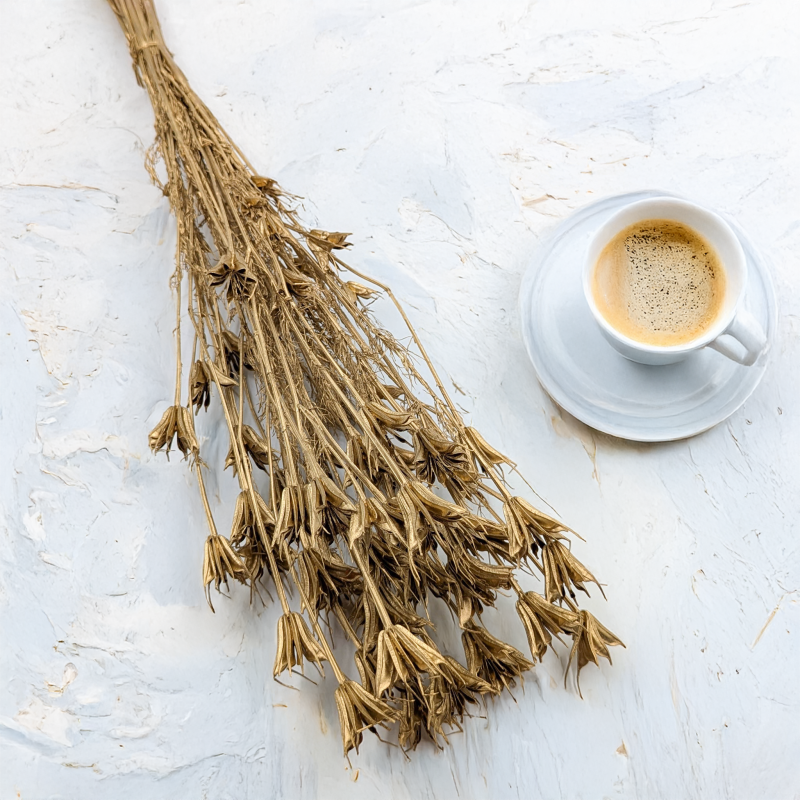 Nigella orientalis Złota IT 1.png
