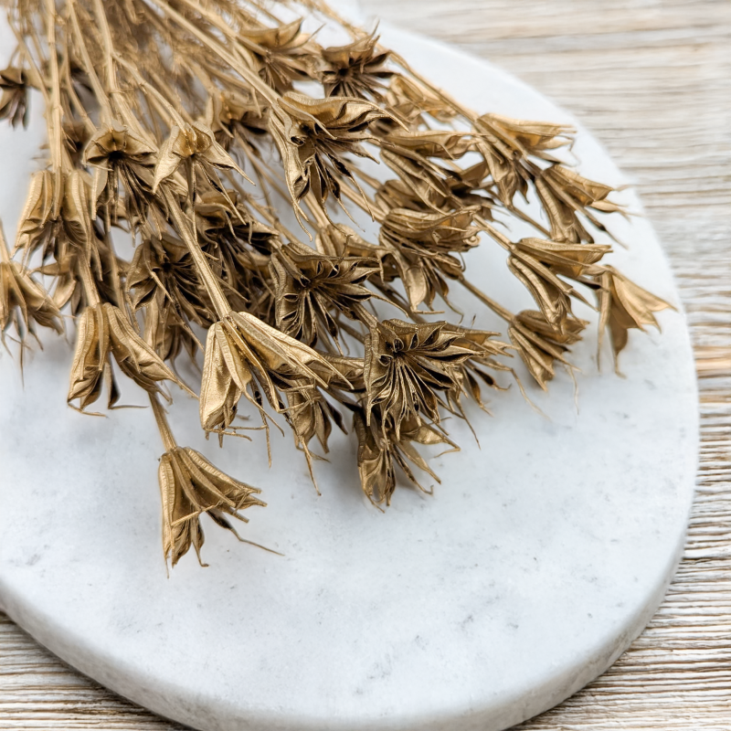 Nigella orientalis Złota IT 2.png