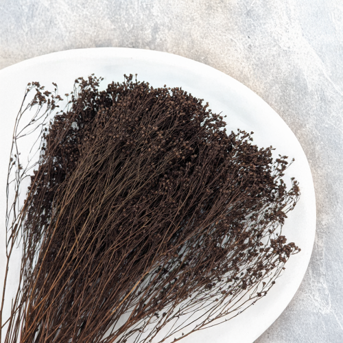 Broom Bloom Chocolate 2.png