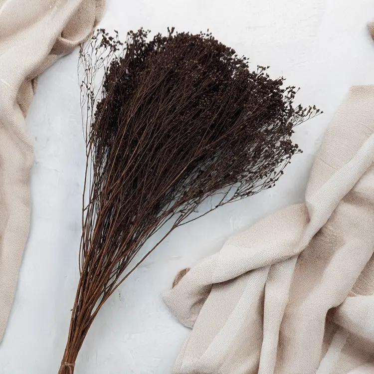 Broom Bloom Chocolate 3.png