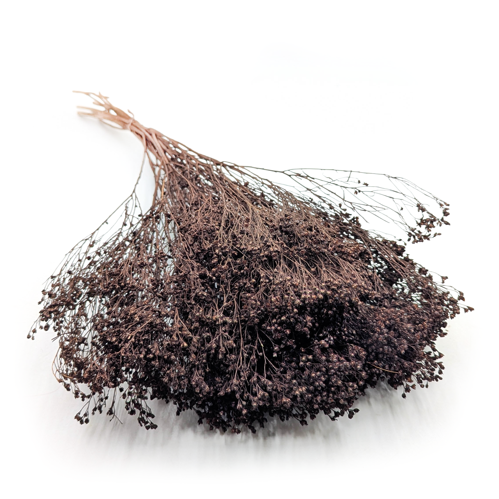 Broom Bloom - Besenblüte (Cytisus Scoparius) – Chocolate