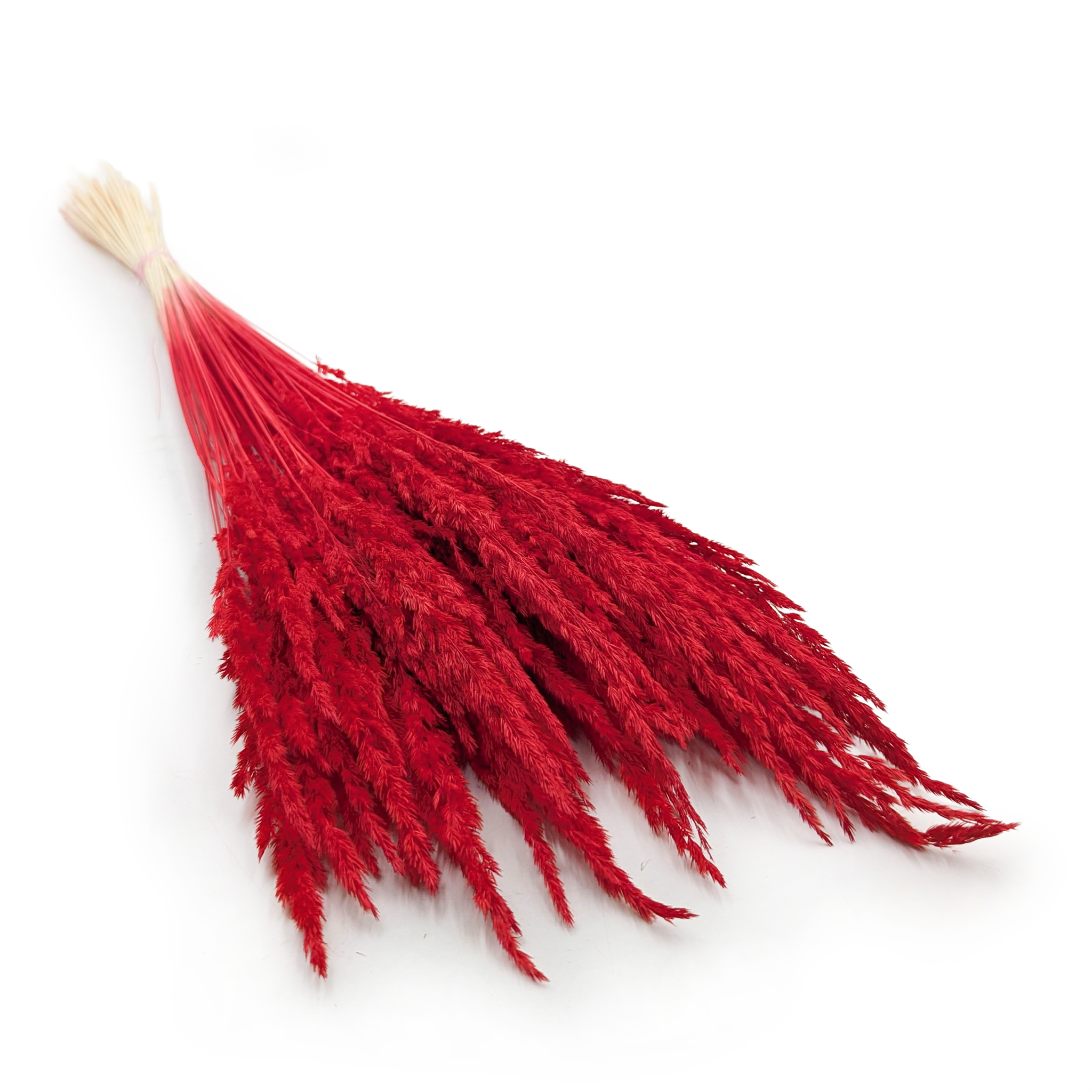 Sandrohr – (Calamagrostis epigejos) – Rot